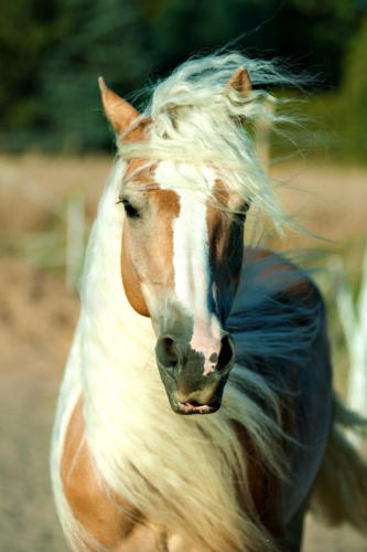 Ranczo Relax szkoła jazdy konnej  nasze konie